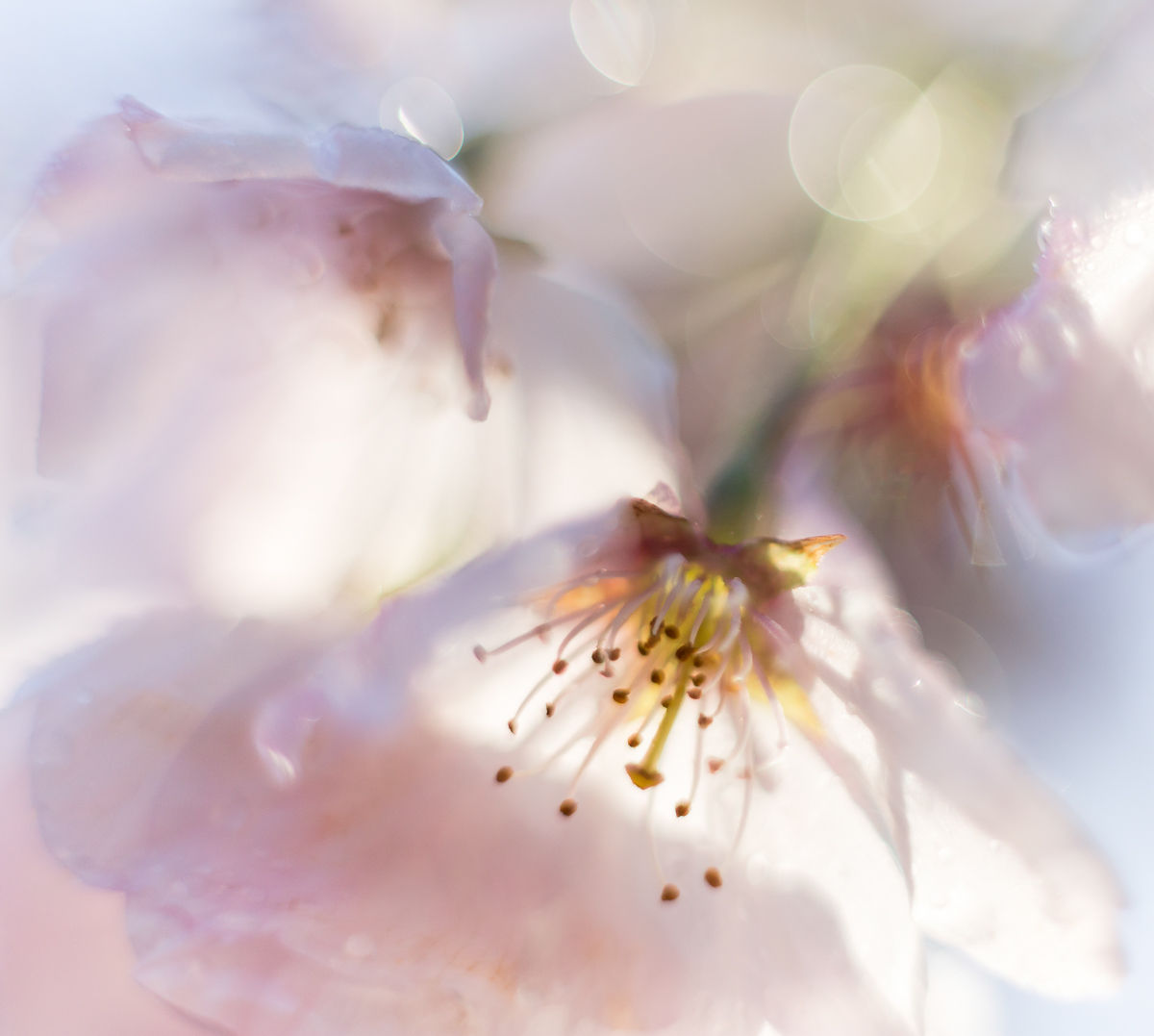 Spring Dreams