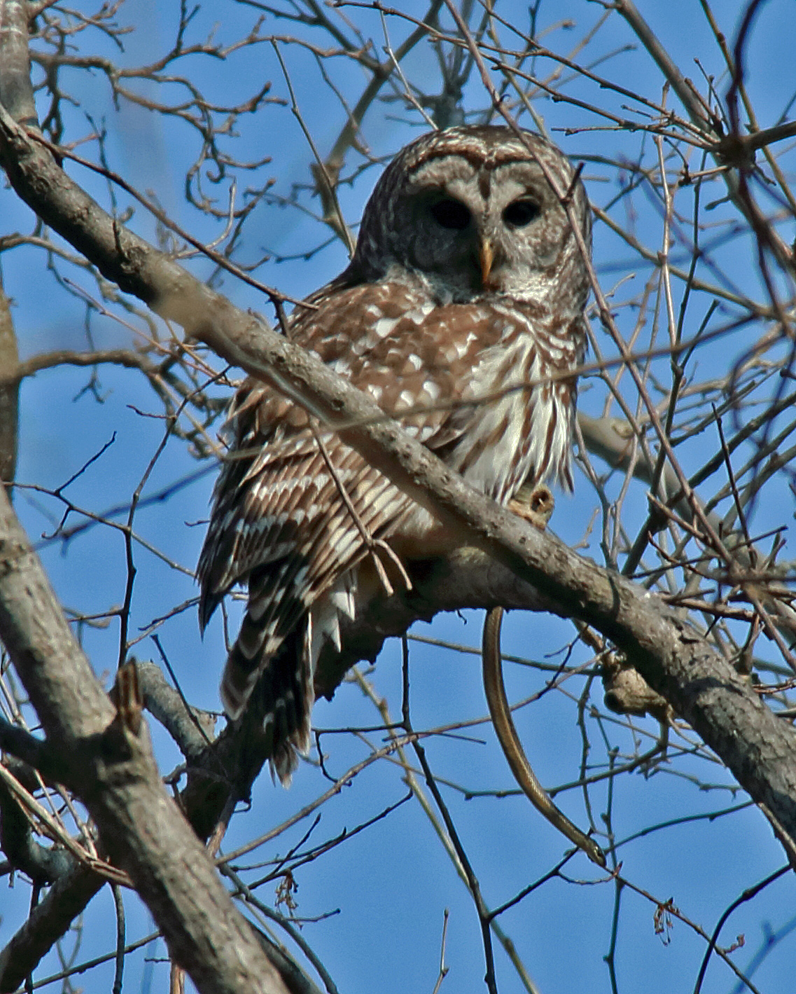 Barred owl and snake