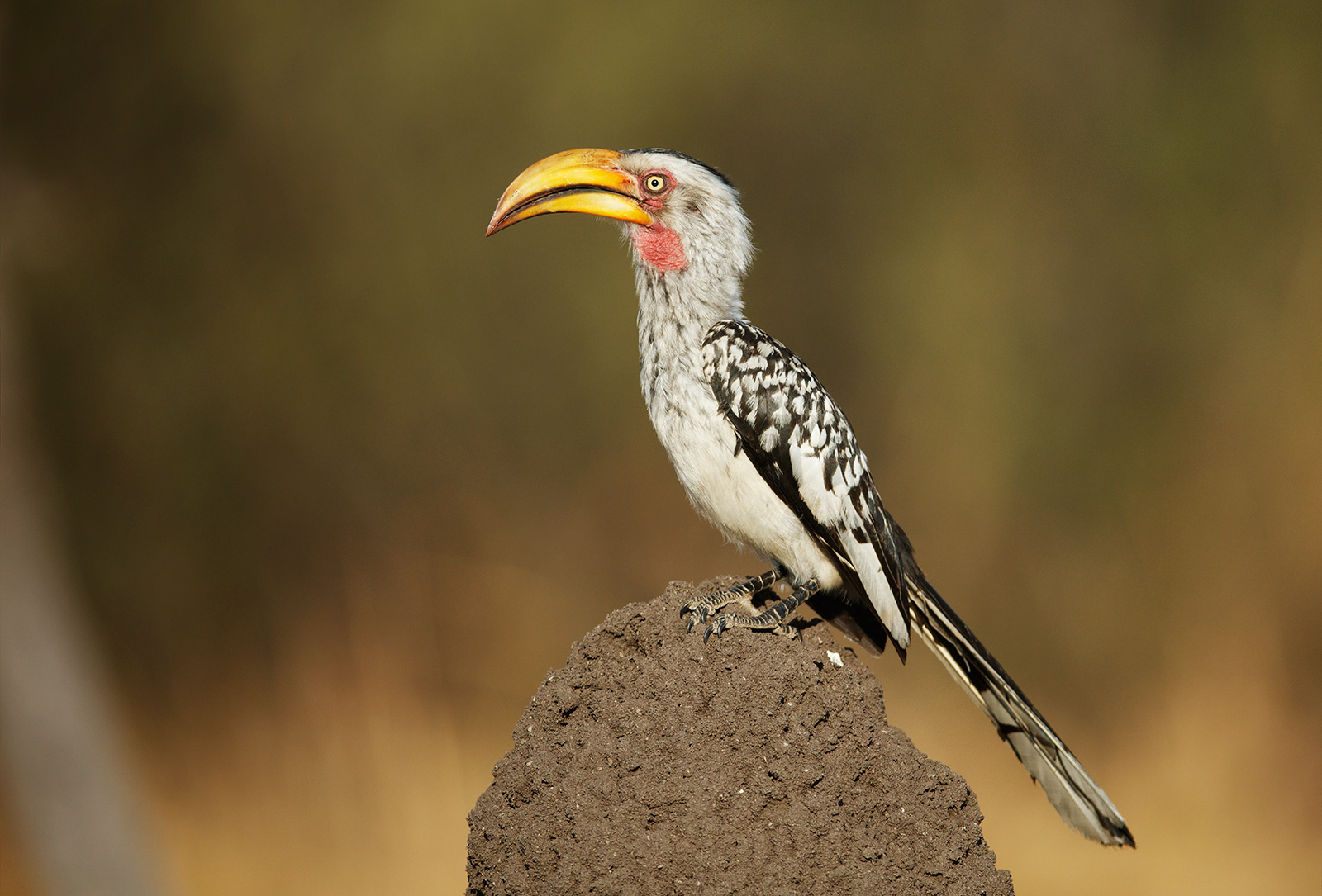 Yellow Billed Hornbill