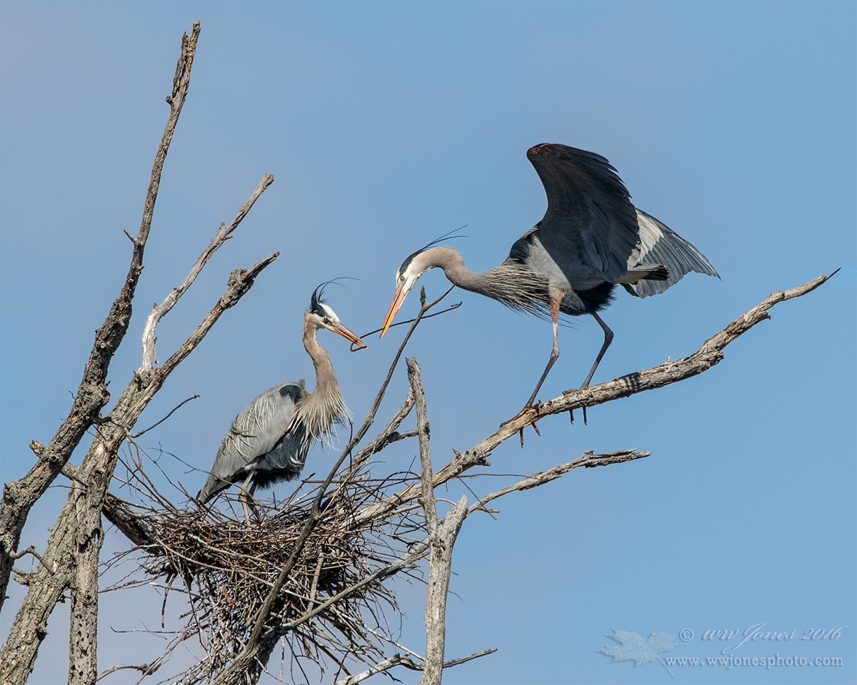 Delivery II -- GBH