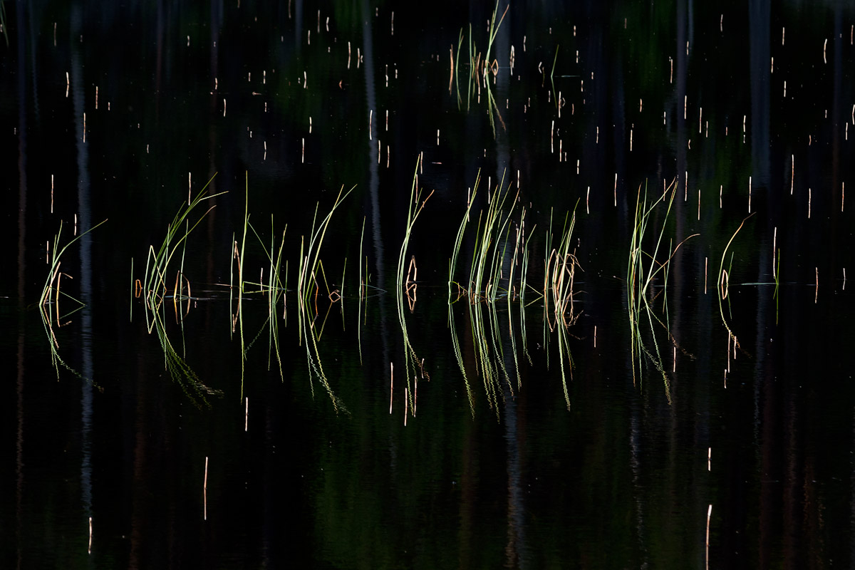 Illuminated grass II