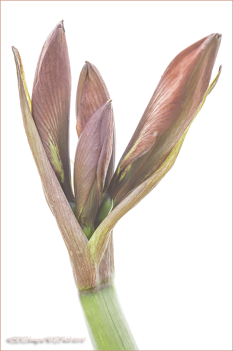 Emerging Amaryllis