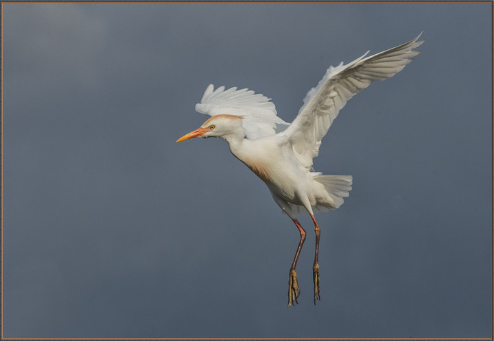 Cattle Egret