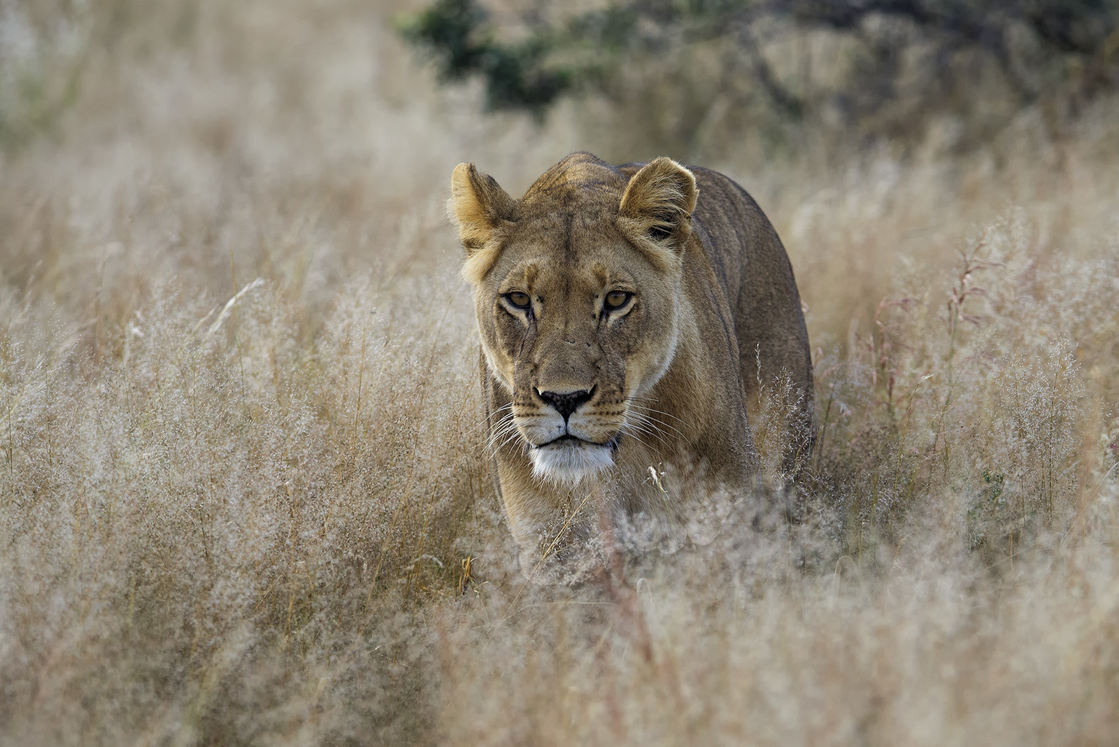 Kalahari Lioness