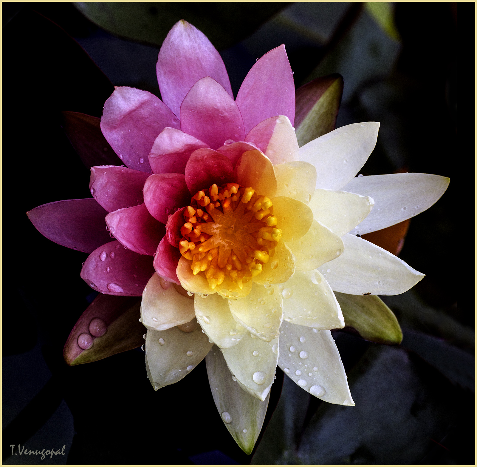 Water lily + Repost