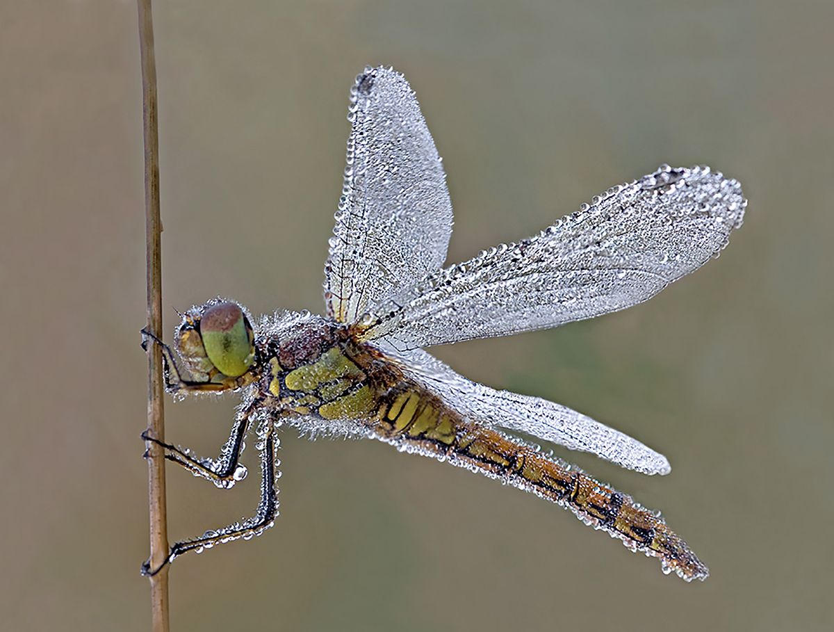 FEMALE COMMON DARTER