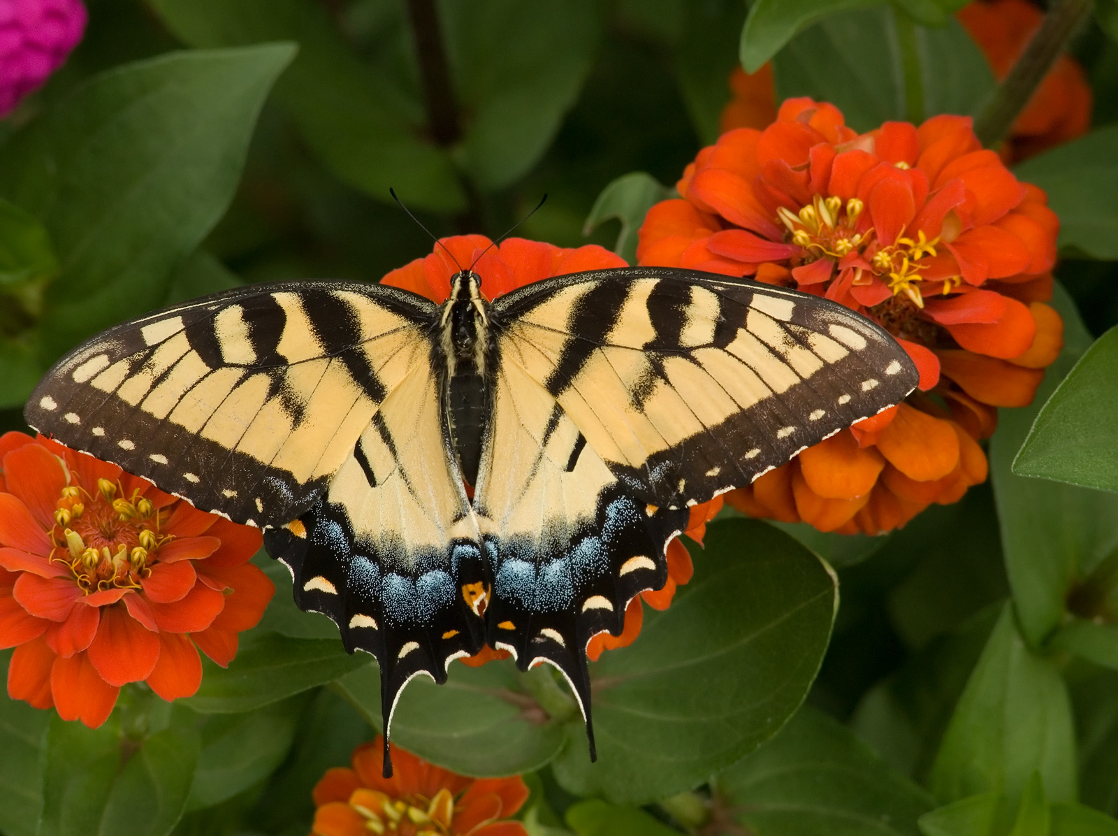 Tiger Swallowtail