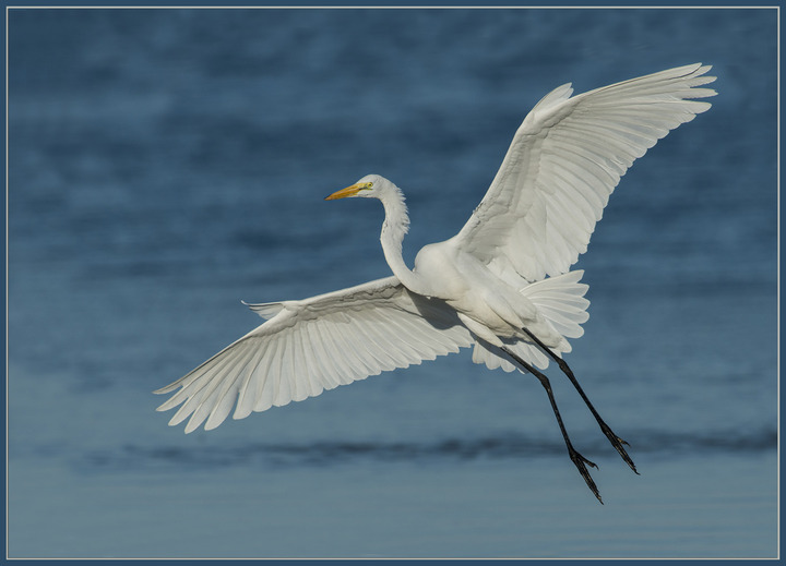Great Heron