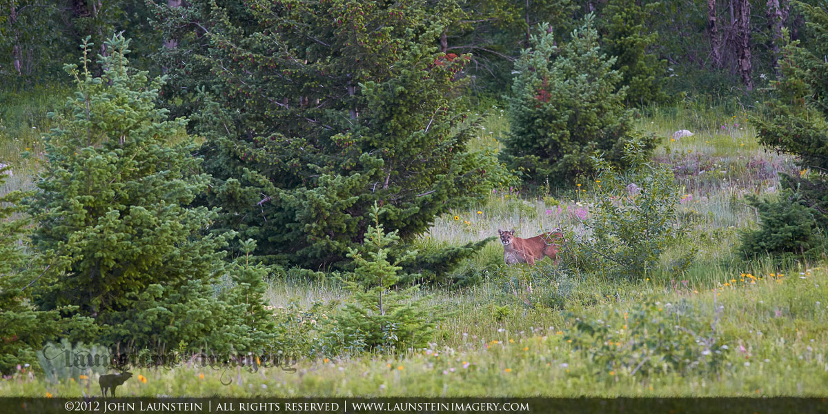 Cougar in the Meadow