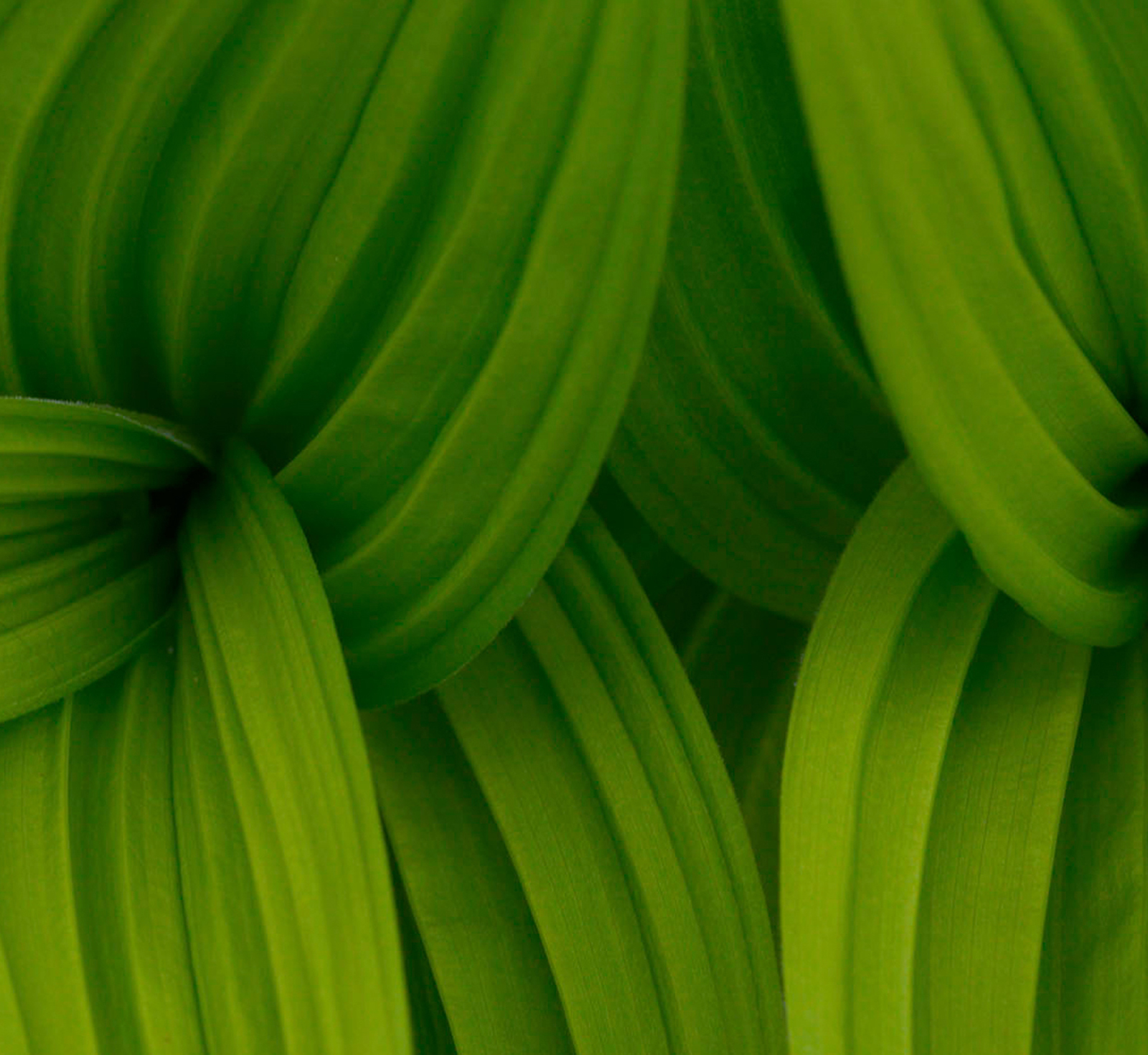 Veratrum Viride lines