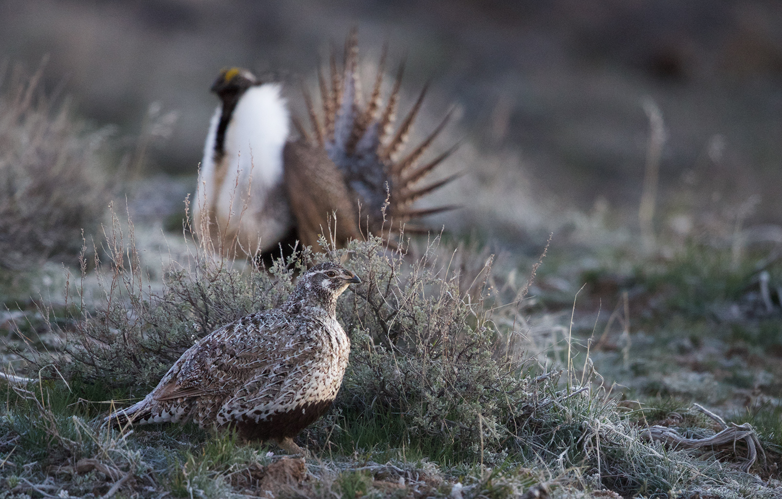 Greater Sage-Grouse Hen