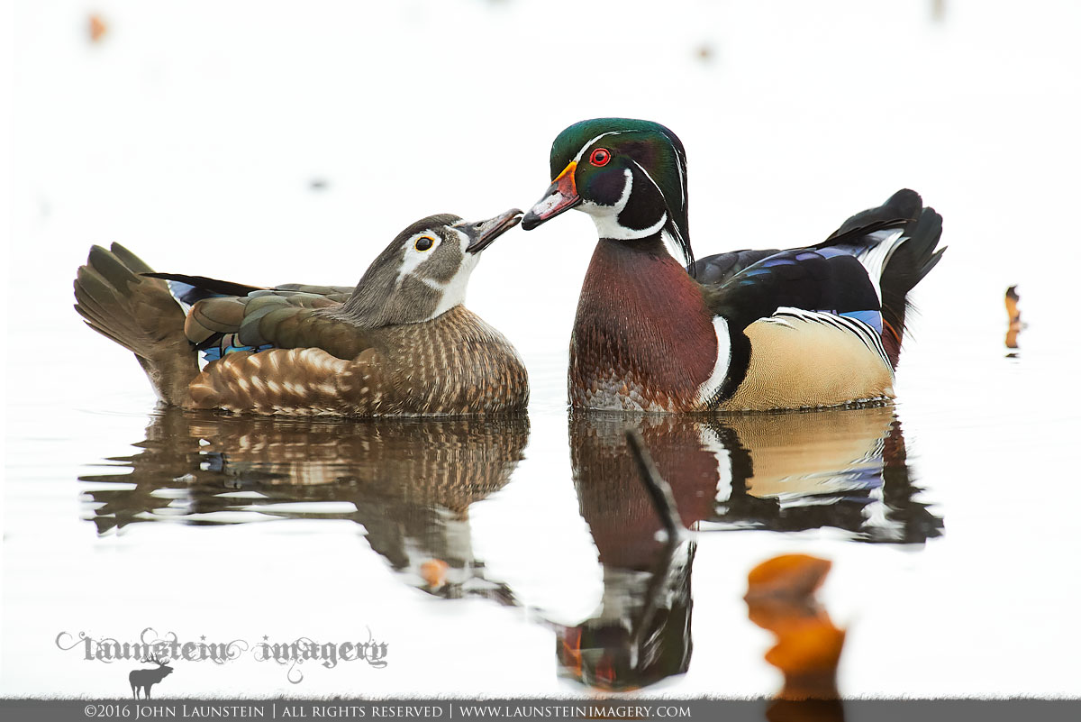 Wood Duck Couple