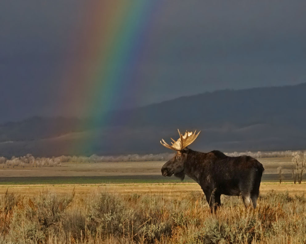 Moose