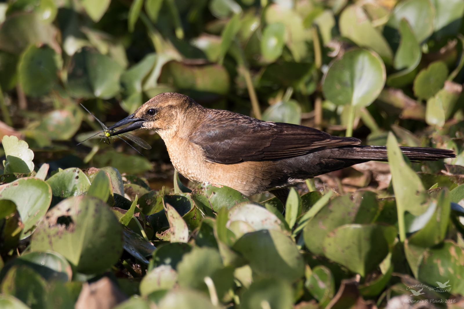 Boat-tailed Grackle (f)