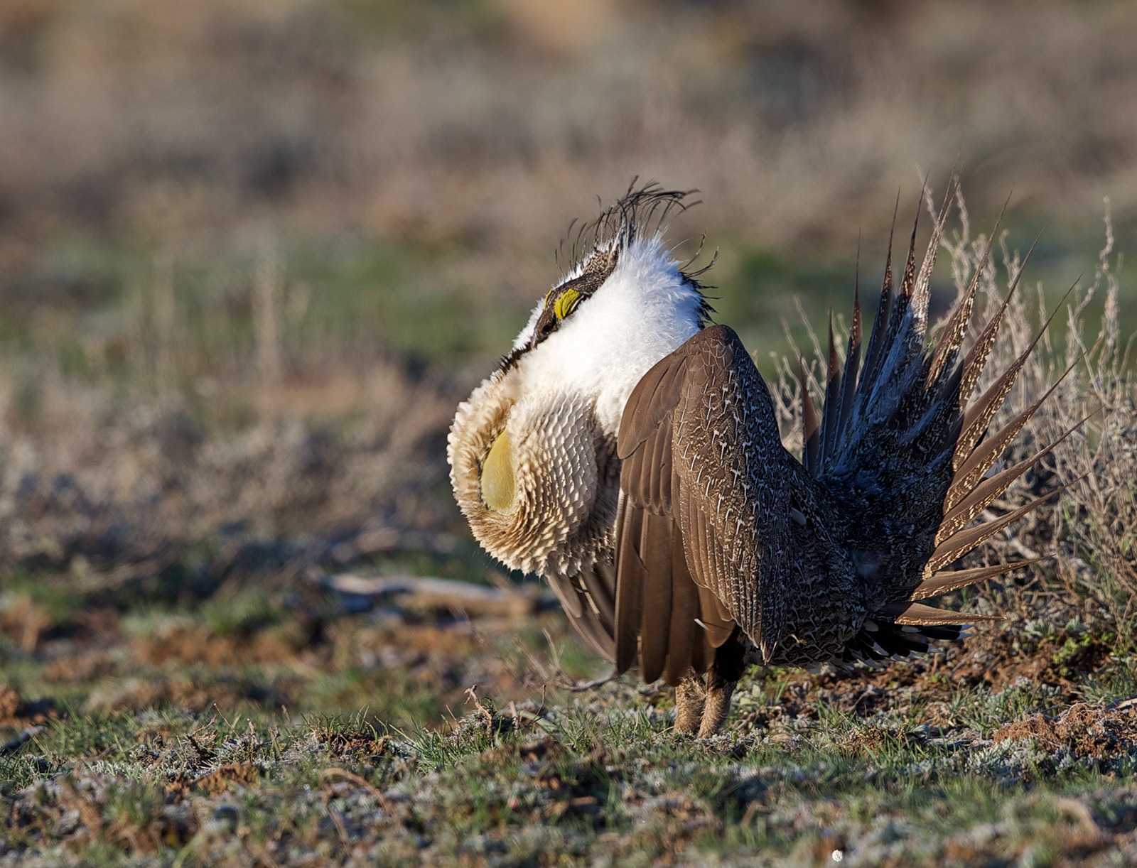 One Last Sage Grouse
