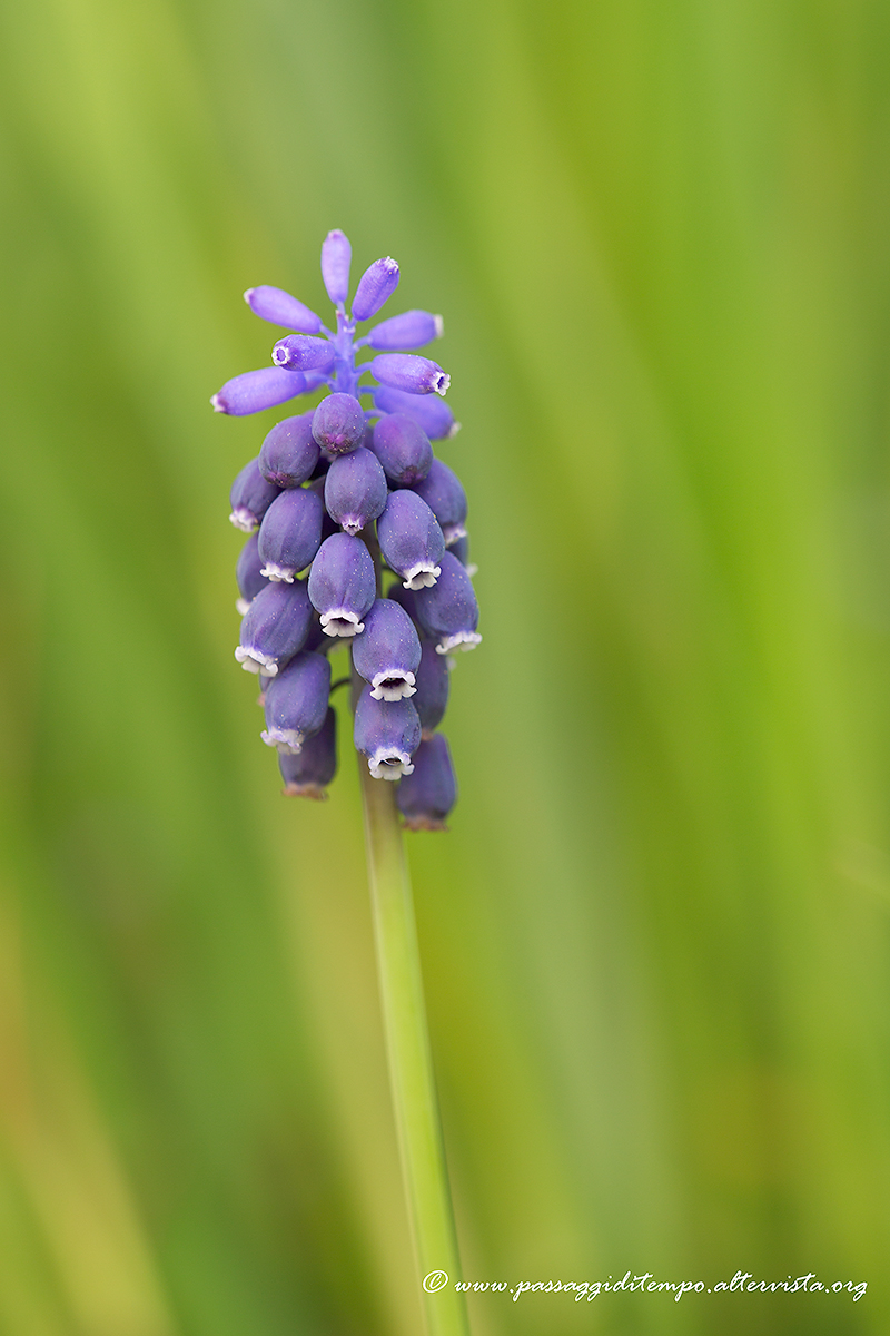 Muscari
