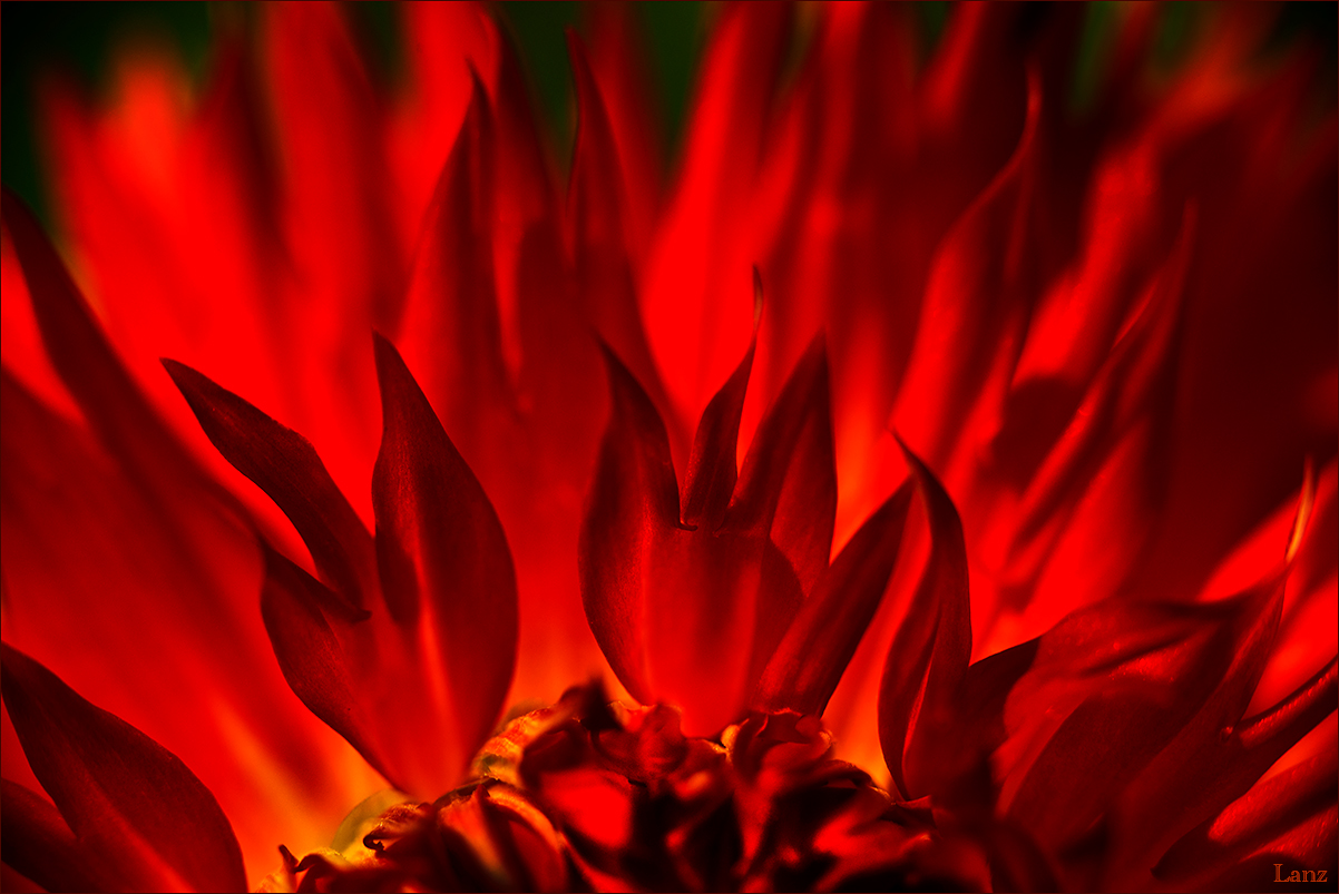Dahlia Fire (WC 730)