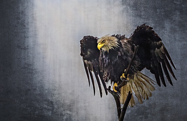 Wet grunge eagle