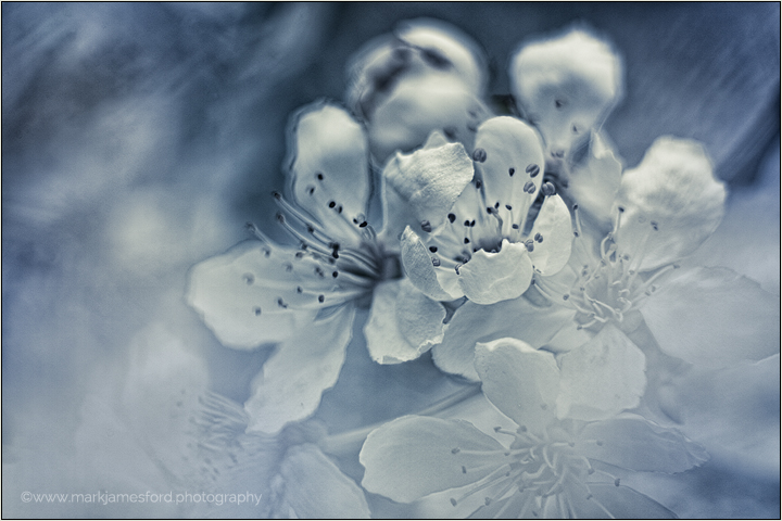 Fading Spring Dreams