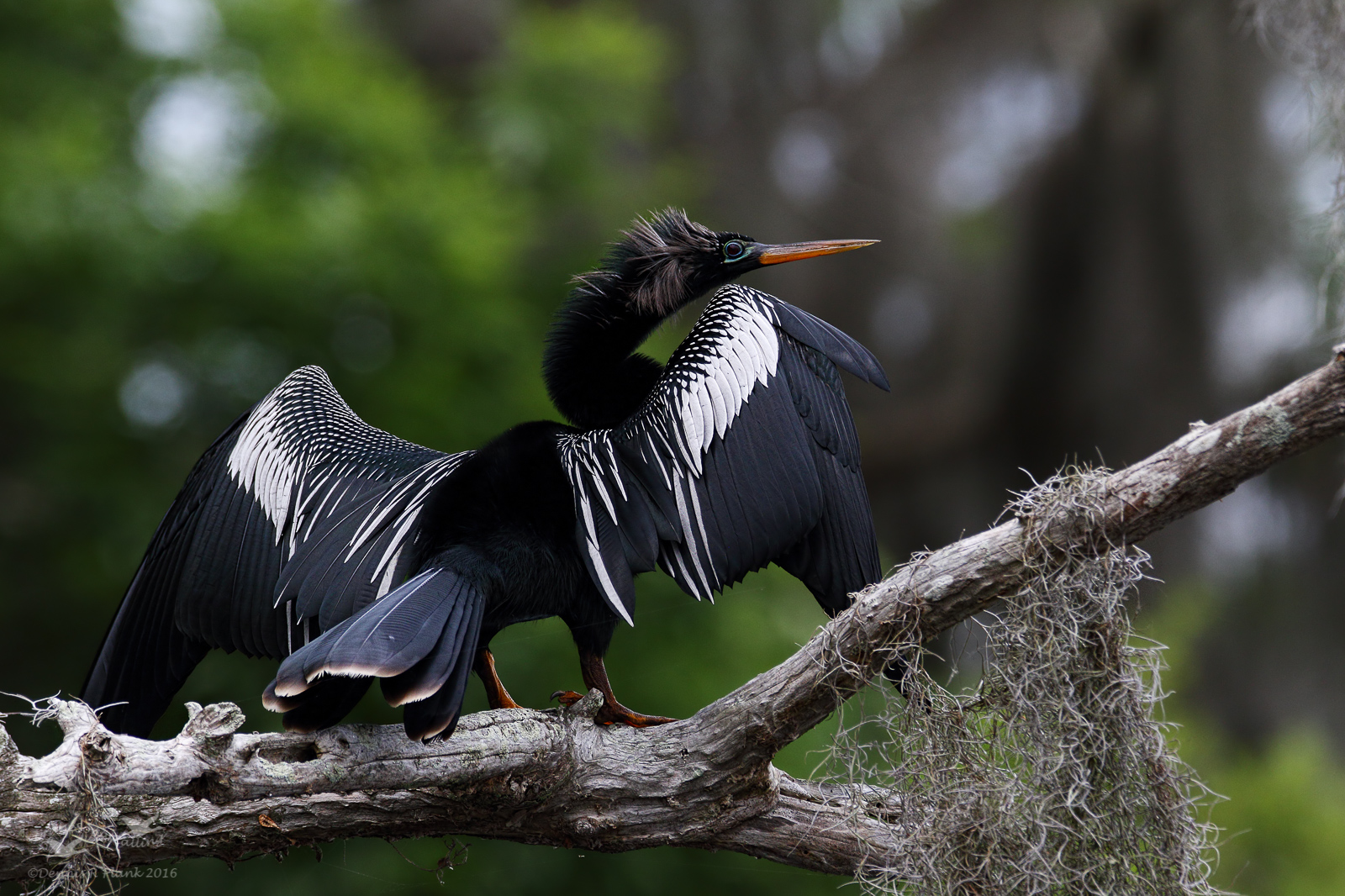 Anhinga, Male
