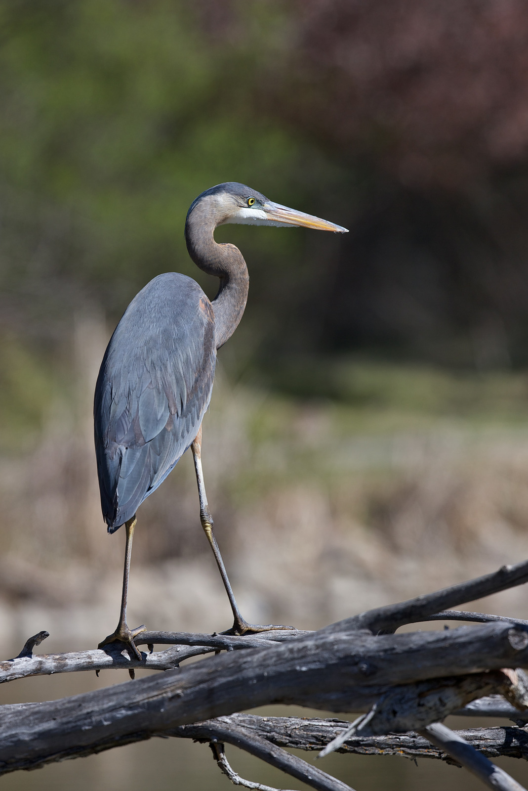 Great Blue Heron