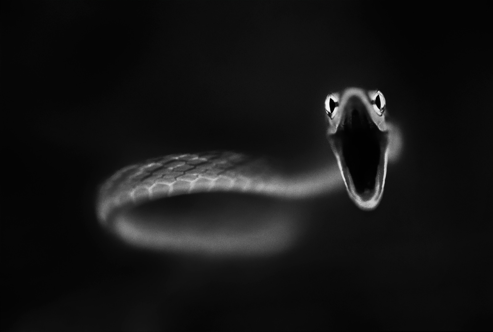 Vine Snake Strike