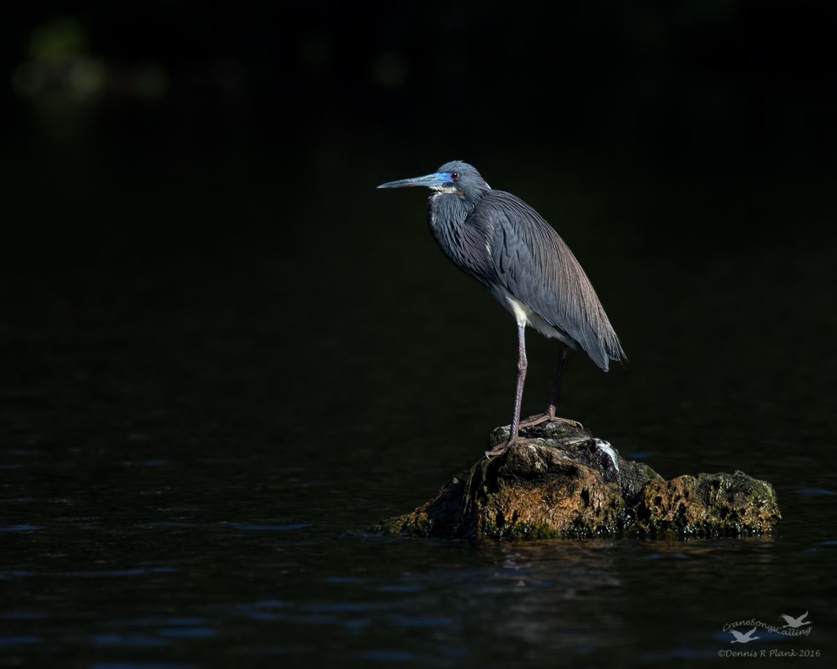 Tricolored Heron