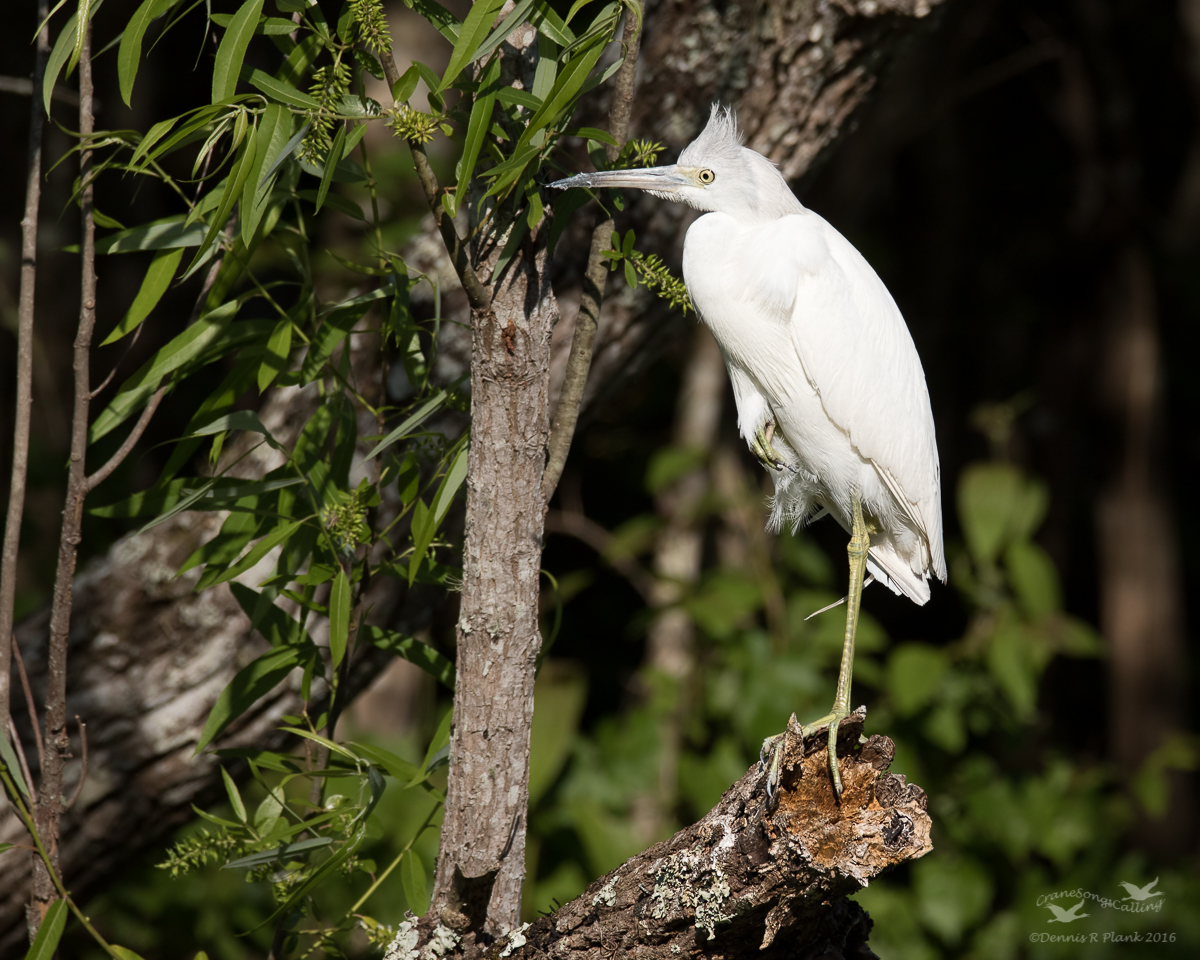Juvie Little Blue Heron