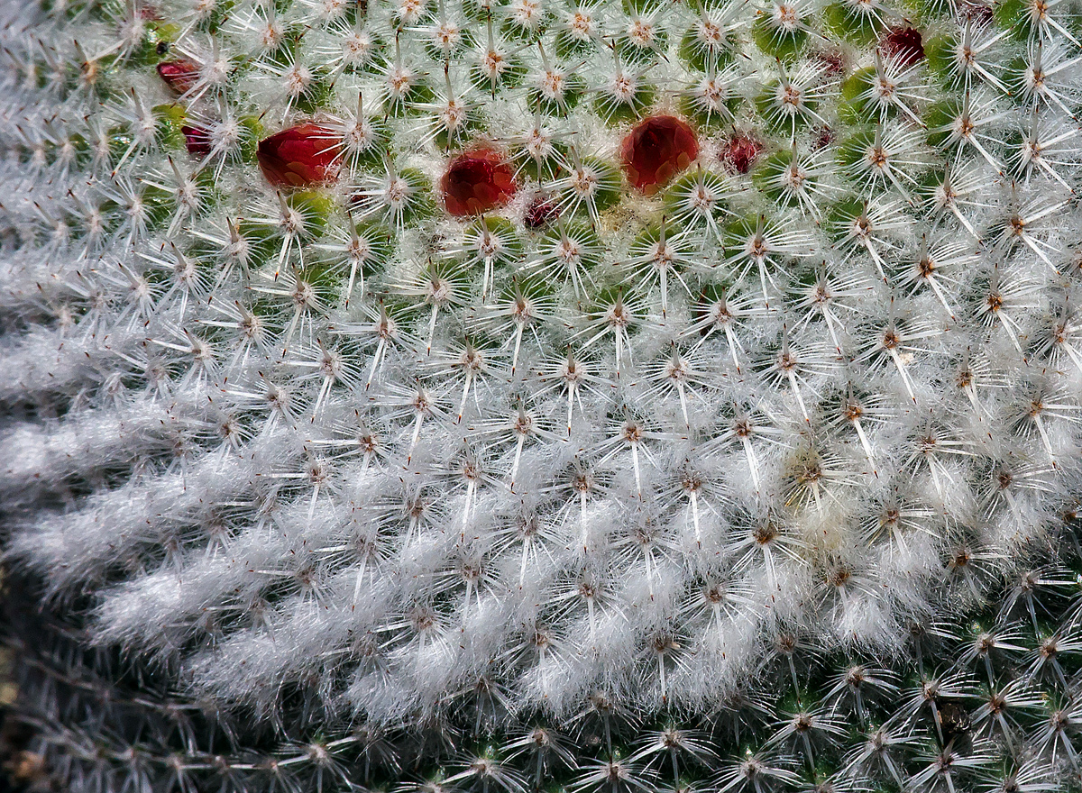 Pincushion Beard