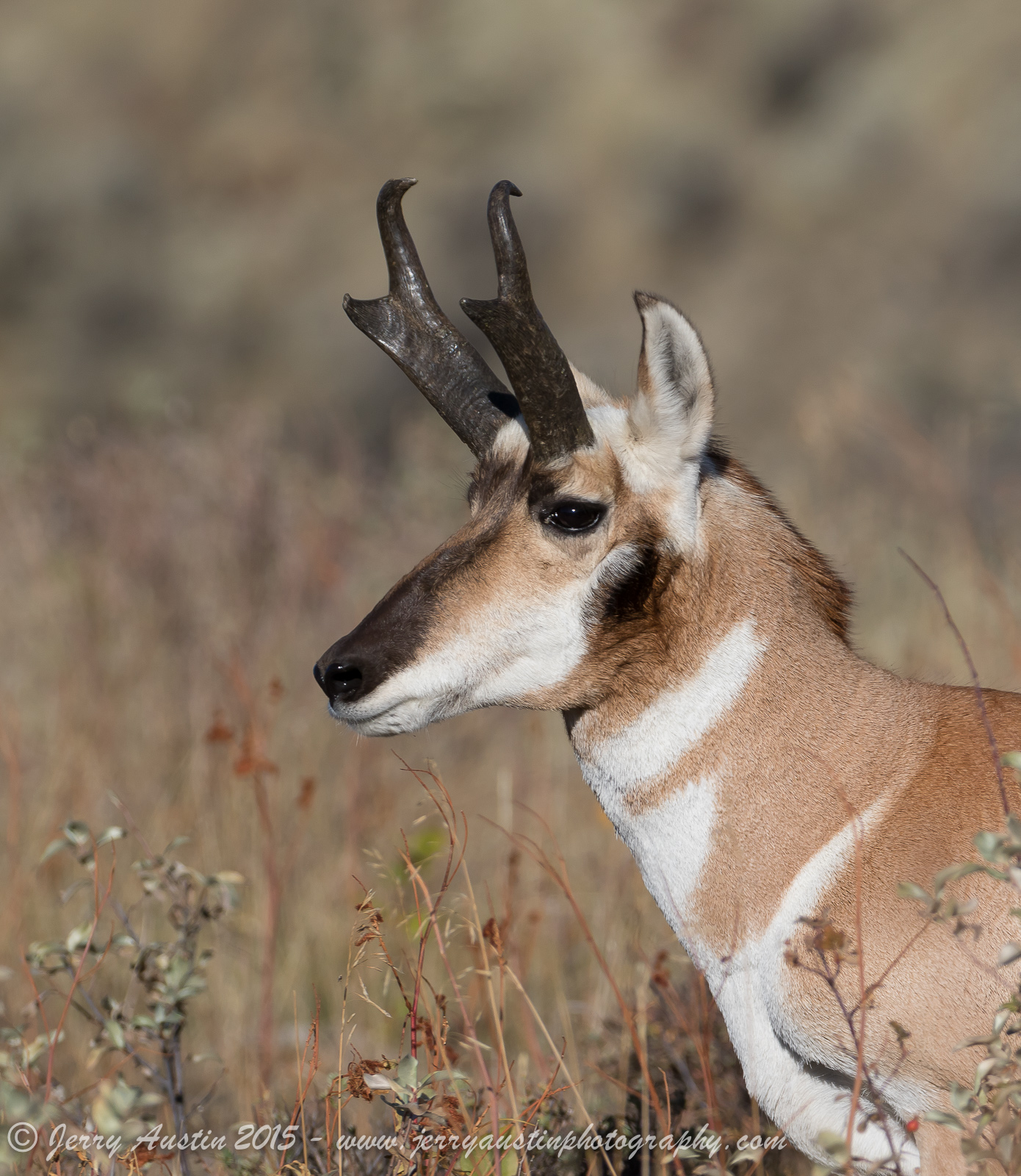 Lamar Valley Pronghorn