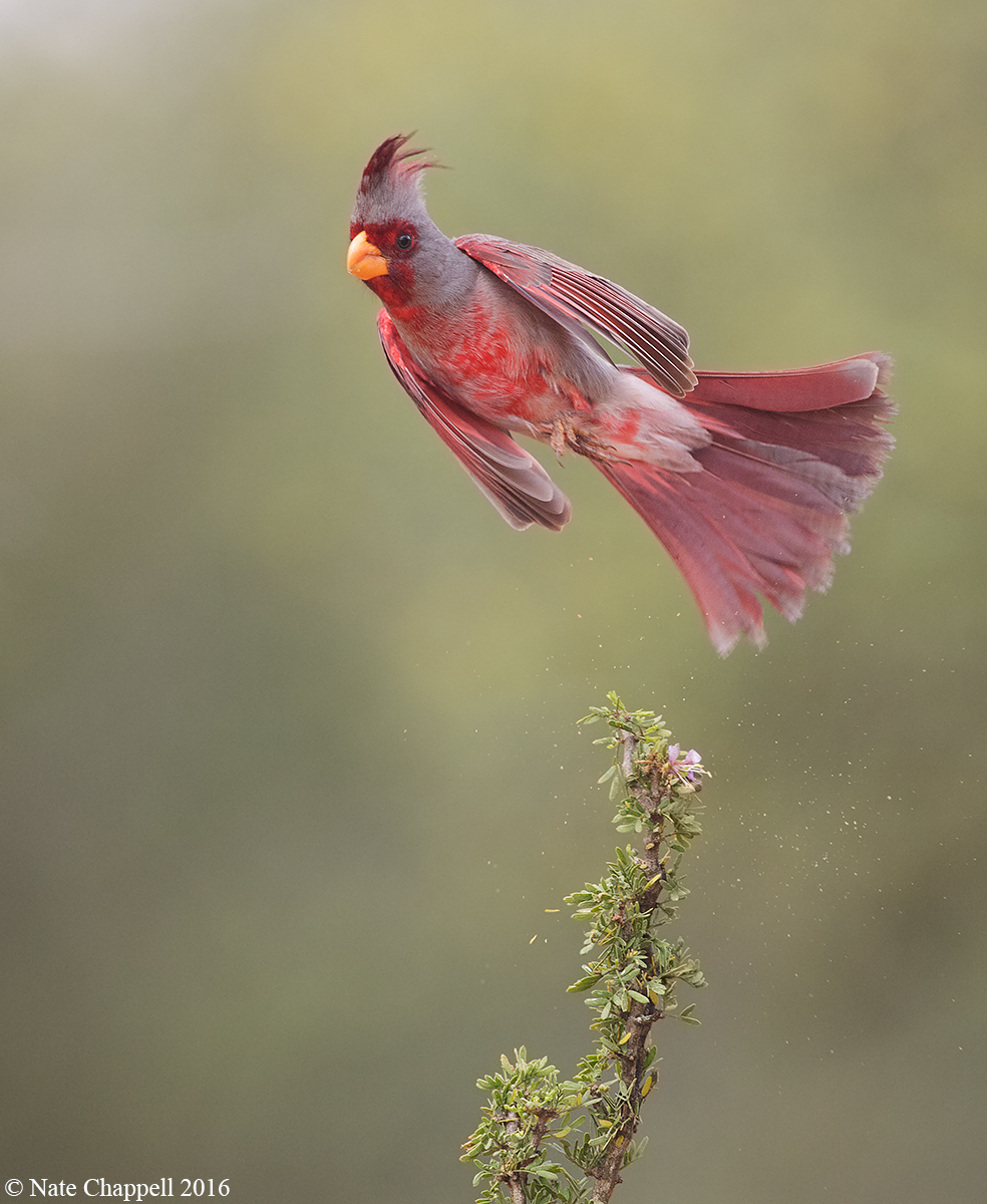 Pyrrhuloxia Take Off