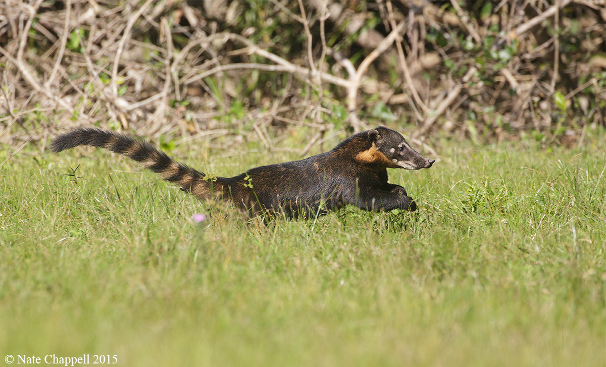 Coati on the Run