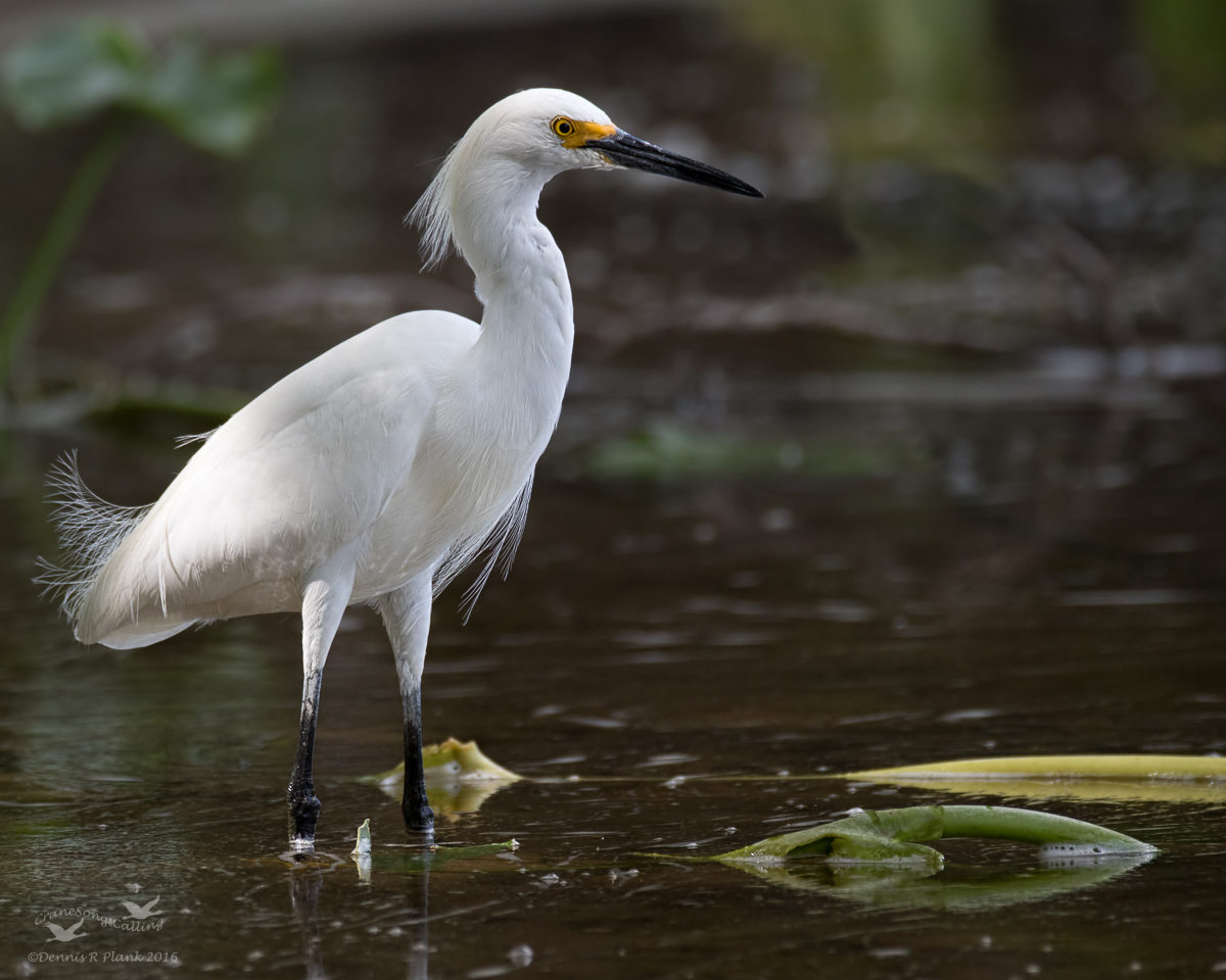 Snowy Egret