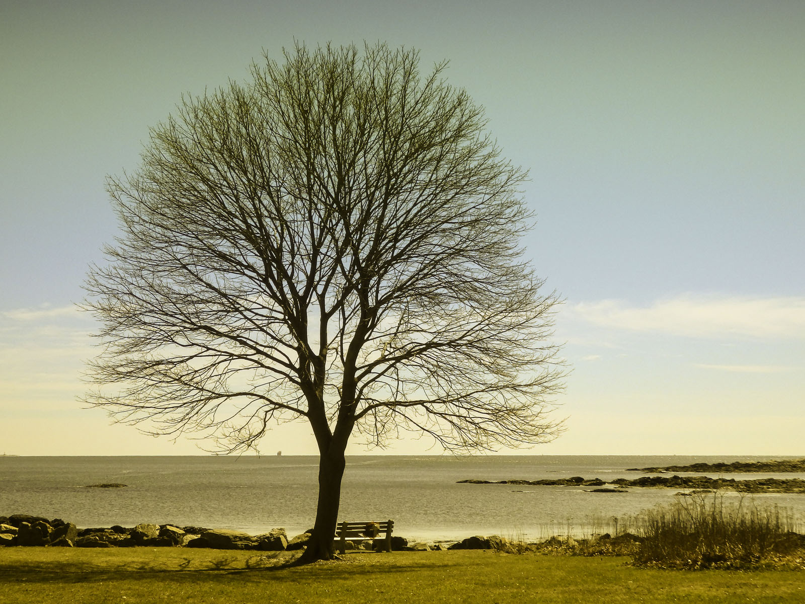 New Castle Common Tree