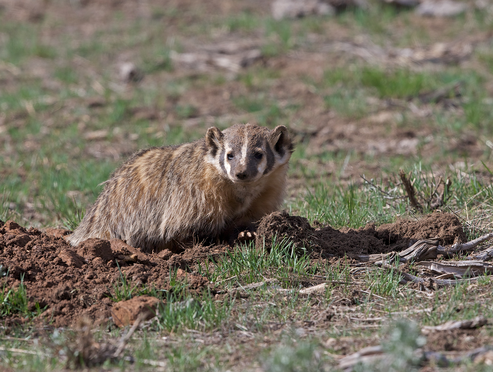 American Badger
