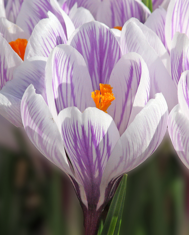 Crocus and repost