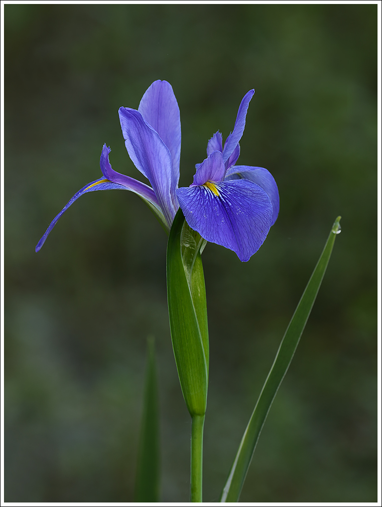 Giant Blue Iris