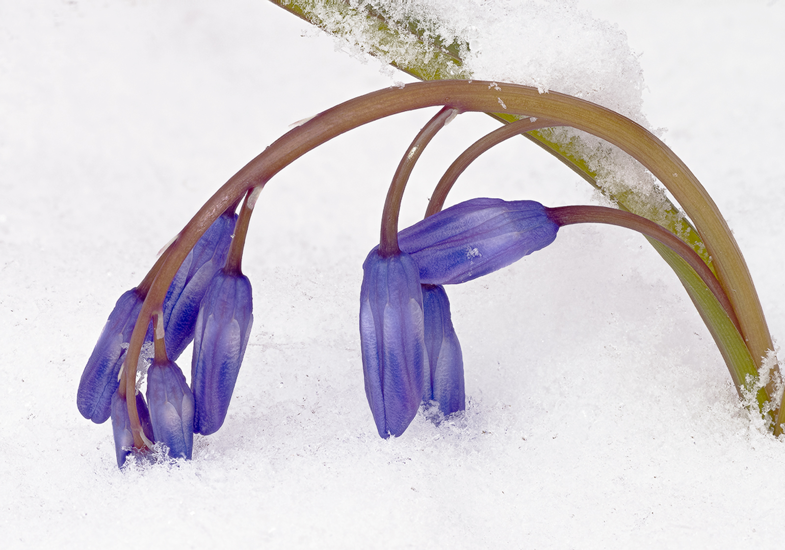 Glory of the Snow
