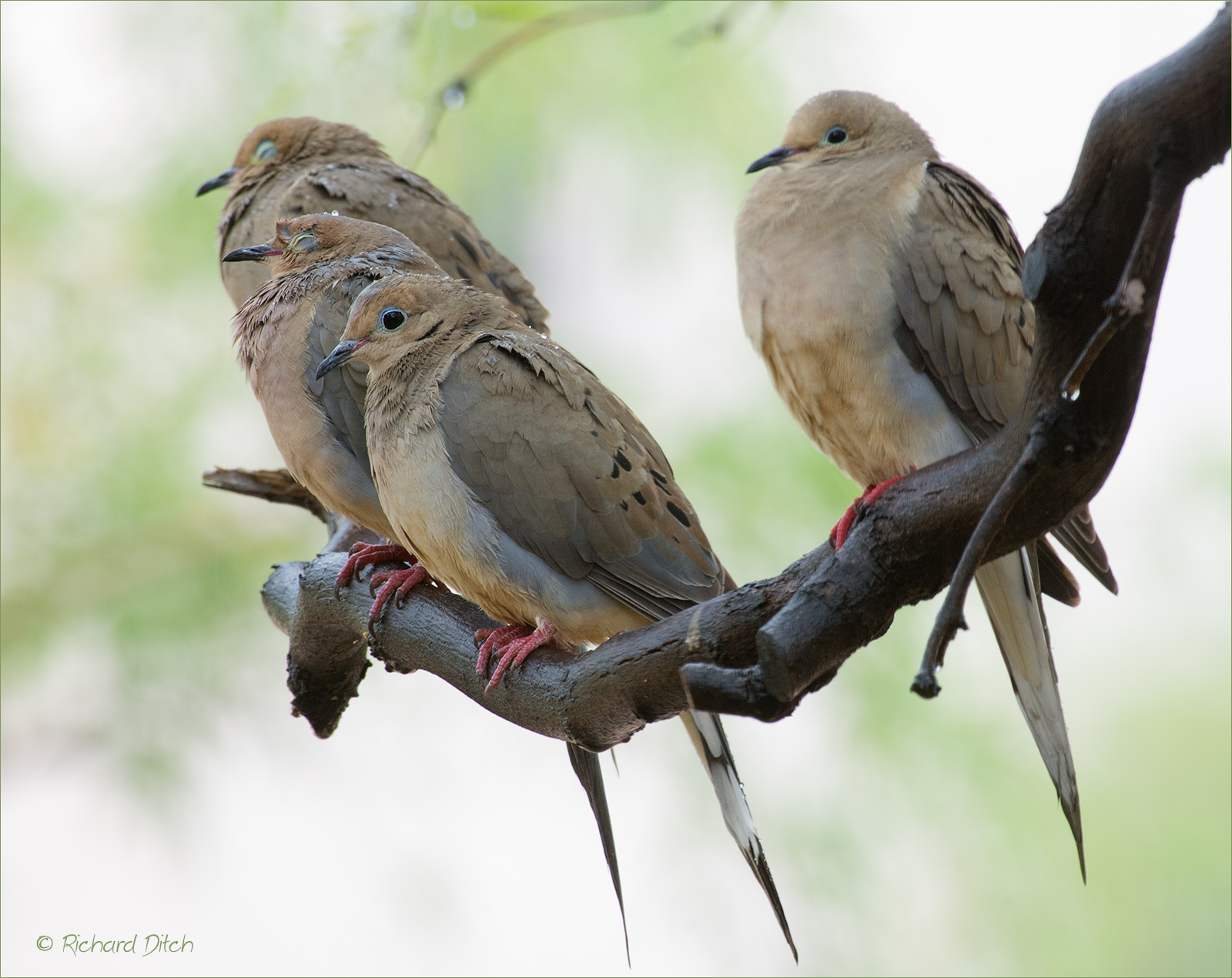 Mourning Doves in rain