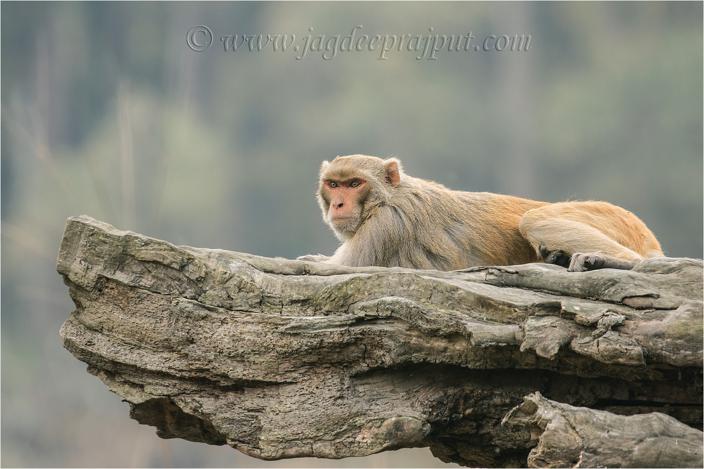 Rhesus Monkey