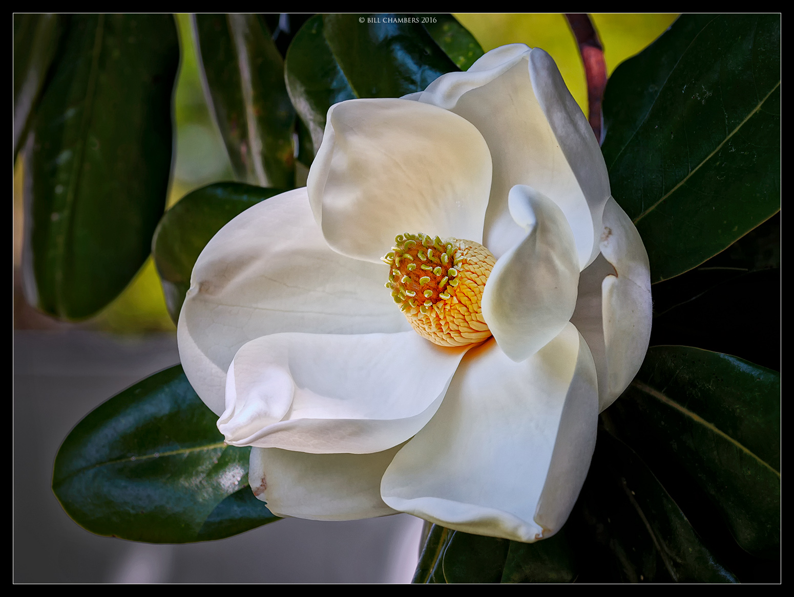 Magnolia Bloom
