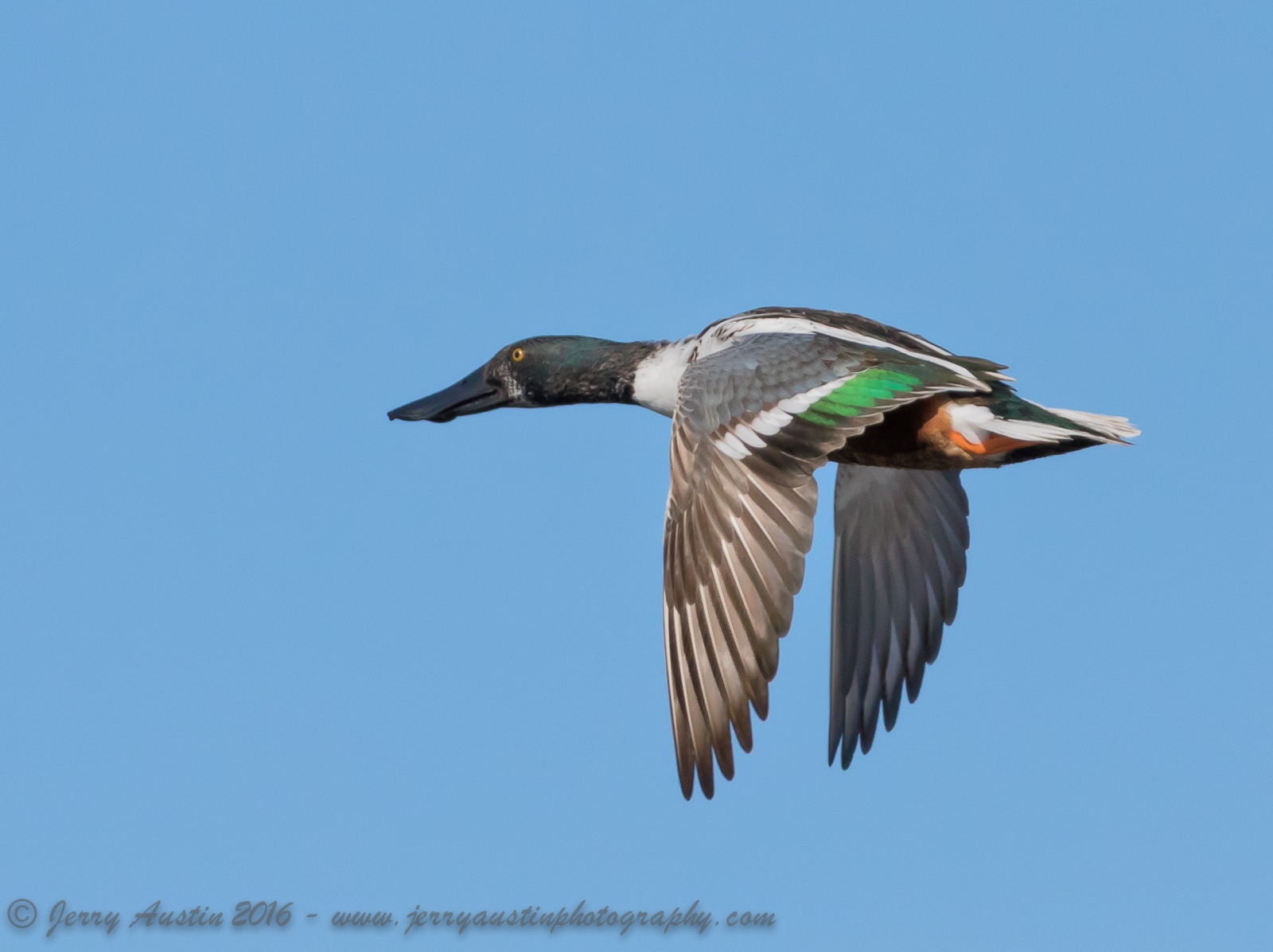 Northern Shoveler