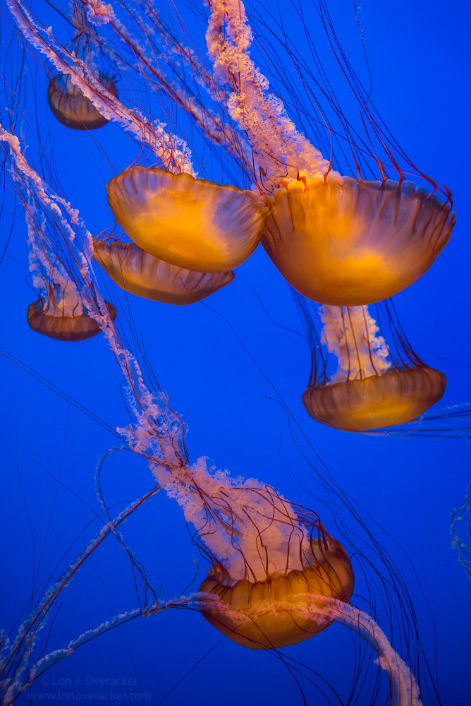 Monterey Jelly