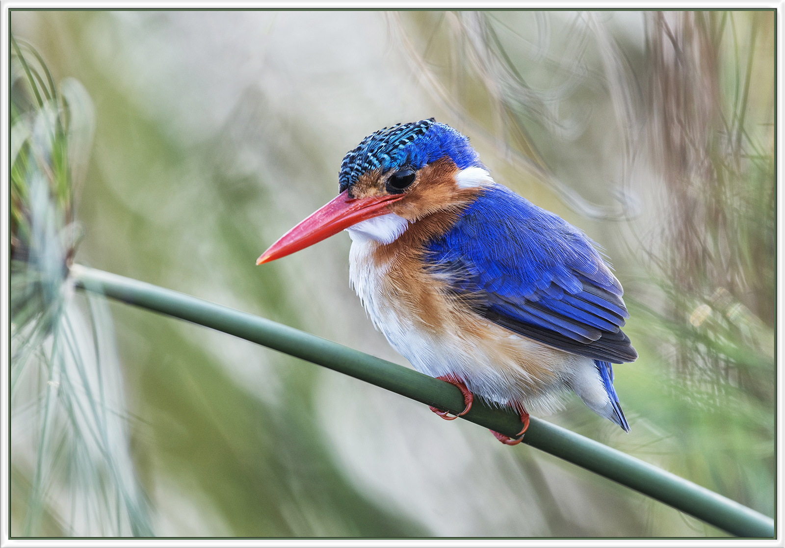 Malachite Kingfisher