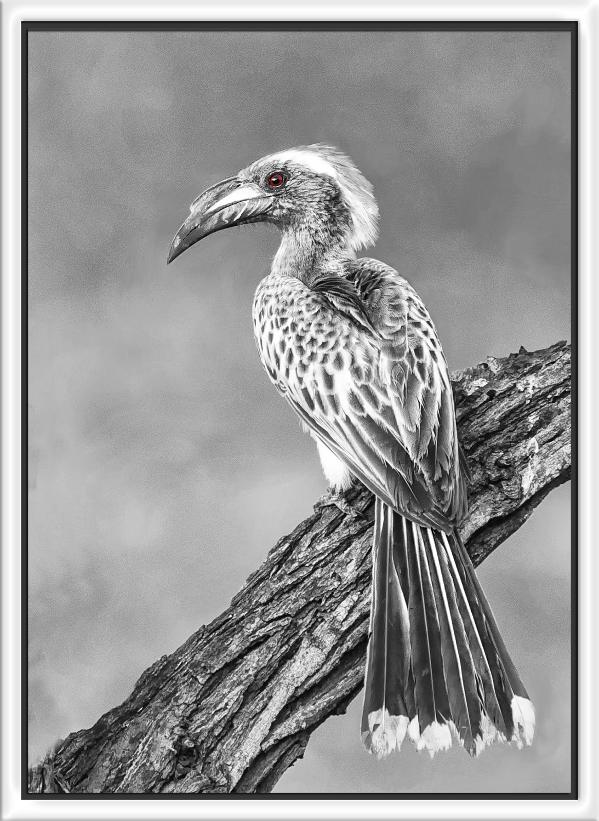 African Gray  Hornbill
