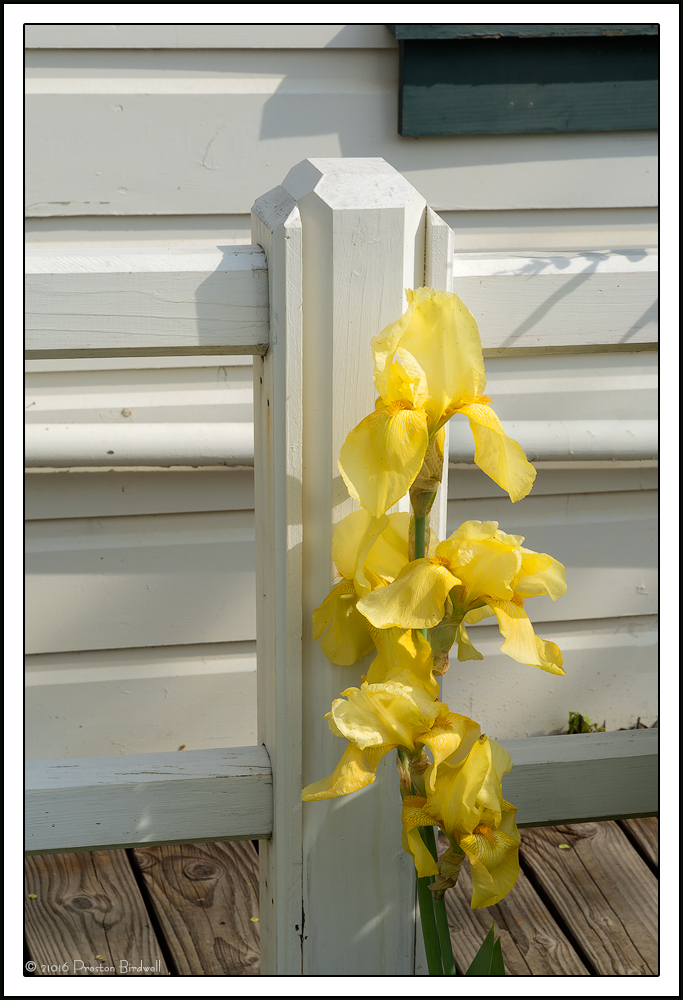 Mellow Yellow