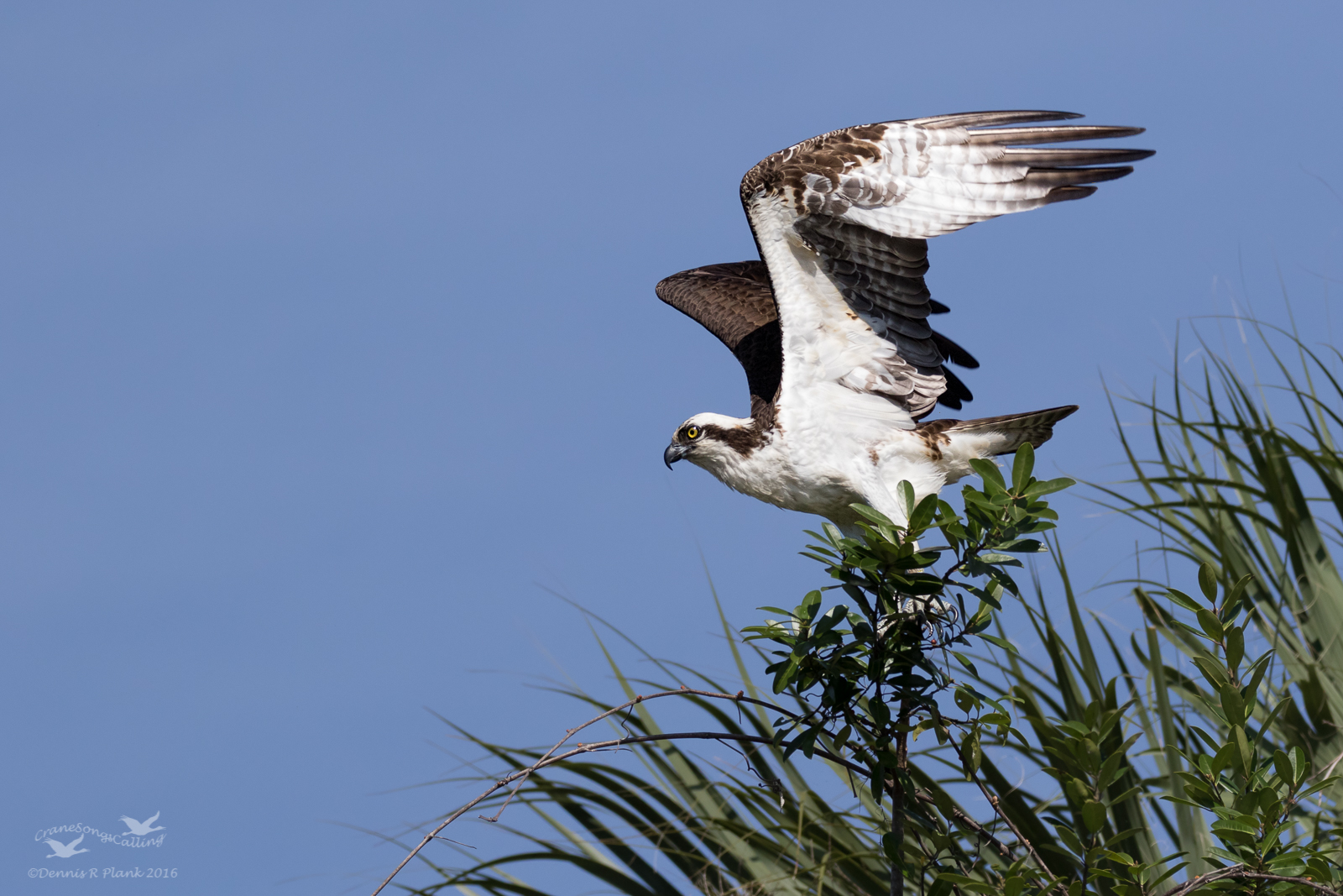 Osprey Take-off
