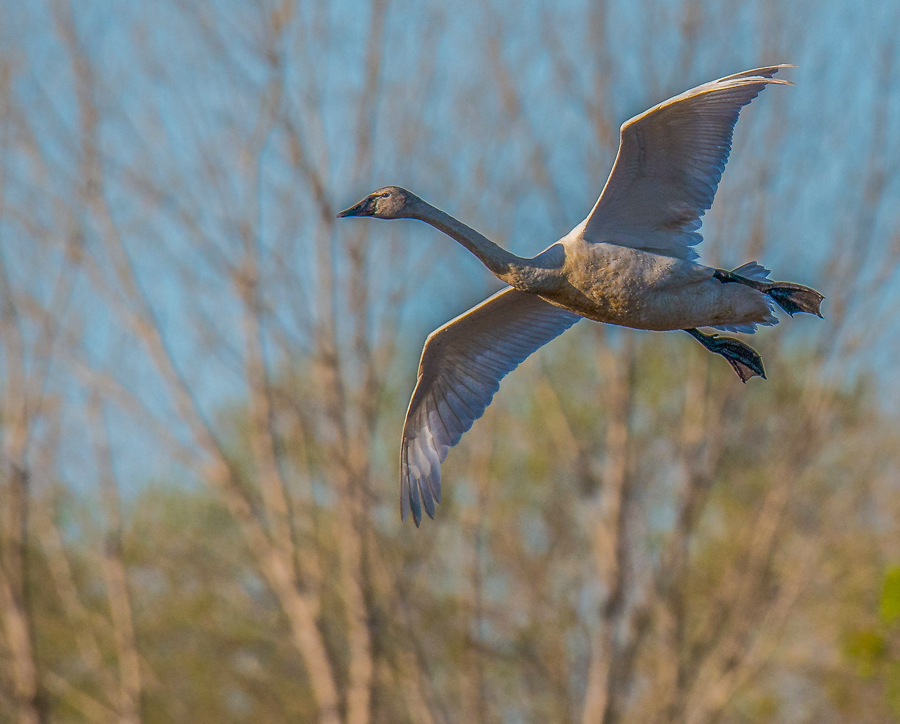 Tundra Swan