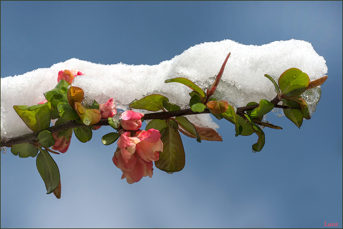 Spring??? (WC 731)