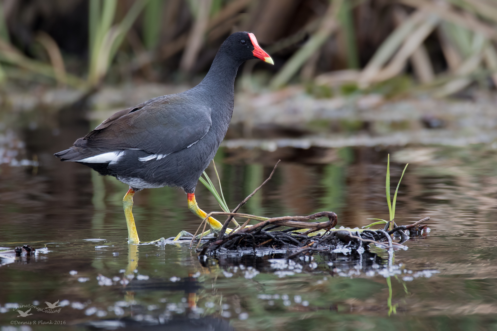Common Gallinule